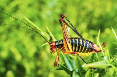 Poecilimon spc.jpg.jpg