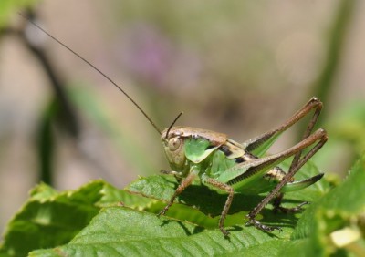 Metriopteracf fedtschenkoi minor 2018-07-08 12-40-03.JPG