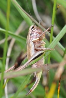 Metrioptera cf brachyptera 2018-07-23 12-23-01.JPG