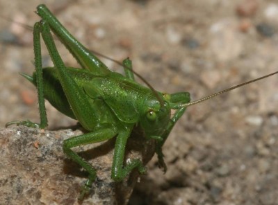 045536-K00.jpg