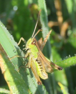 Hüpfer Top - 18.07.18.jpg