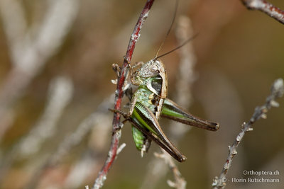 28.10.2011 - Cardada oberhalb Locarno <br />Graue Beissschrecke (Platycleis albopunctata grisea)-Larve