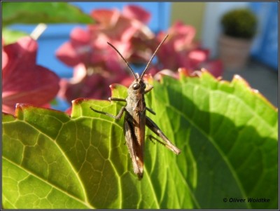 DSCN2092.jpg