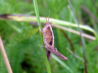Heuschreckenlarve.jpg