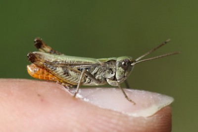 1 a, cf Omocestus haemorrhoidalis, Eselsburg, Kersting.jpg