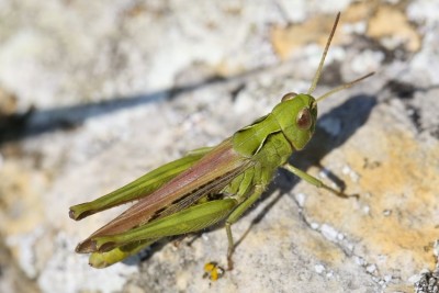 9b.jpg