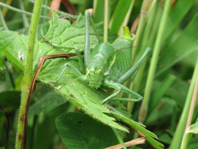 Polysarcus denticauda_180608_2.jpeg