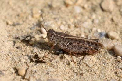 Grashüpfer Neusiedler See 08.2018_8C3A0379-Forum.jpg