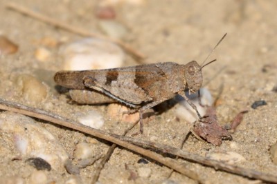 Heuschrecke (unbekannt) Neusiedler See 08.2018_8C3A0384-Forum.jpg