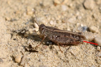 Charakteristischer Höcker bei Calliptamus itlicus Männchen