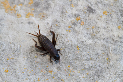 10.10.2011 - Italien, Abruzzen, Palombaro<br />Dunkle Bodengrille (Mogoplistes brunneus)