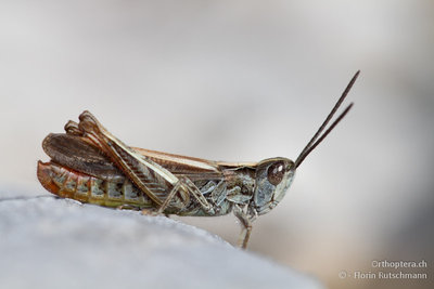 11.10.2011 - Italien, Abruzzen, Palena<br />Chorthippus rubratibialis - Ein Endemit des italienischen Apennin