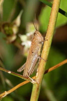 Feldheuschrecke 08 (ma, vogelstang, autobahnrand) (148)akrts125.jpg