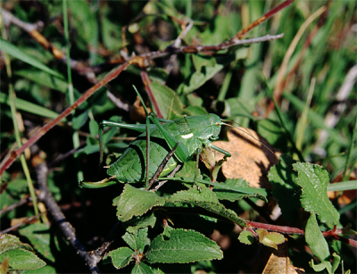 Ensifera Bulgaria 2000.png