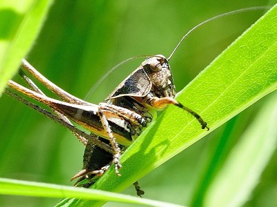 Pholidoptera_griseoptera.jpg