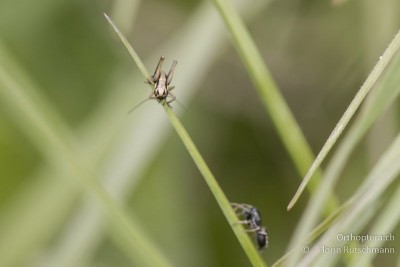 Springspinne nähert sich Platycleis albopunctata