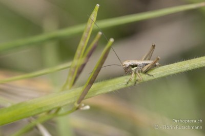 Platycleis albopunctata im 2. Nymphenstadium