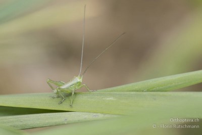 Tettigonia viridissima im 1. Nymphenstadium