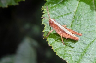 Heuschrecken-Nymphe unbestimmt Aesch 07.07.2019.jpg