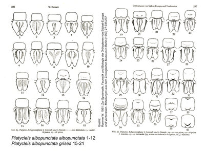 Variabilität der Form der weiblichen Subgenitalplatte von Platycleis a. albopunctata und Platycleis a. grisea nach Ramme (1951)