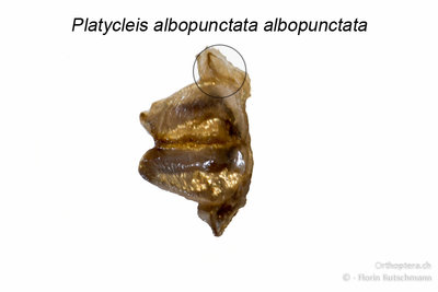 Typische Form der weiblichen Subgenitalplatte (getrocknet) von Platycleis a. albopunctata mit Seitensklerit (sichelförmige Struktur im Kreis). Bei Platycleis a. albopunctata ist dieses Sklerit feiner, weniger stark ausgehärtet (sklerotisiert) und vor allem nicht deutlich mit der Subgenitalplatte verwachsen.<br />(Fundort: Schweiz, Graubünden, Untervaz)