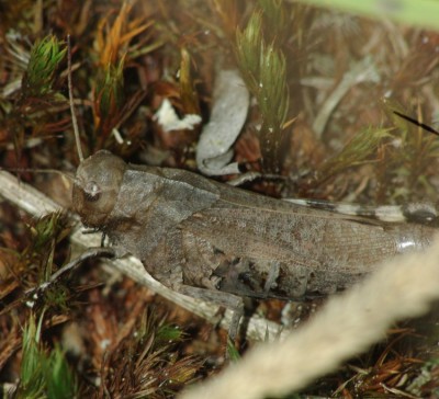 Psophus stridulus 100822 fem_klein.jpg