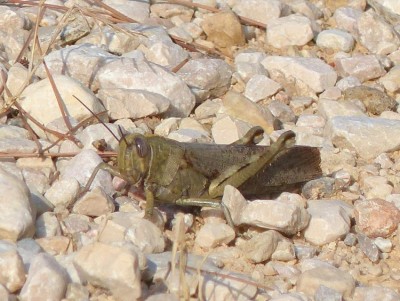 Oedipoda germanica o. caerulescens?