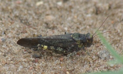 Bryodemella tuberculata 190726 IMGP8482.JPG