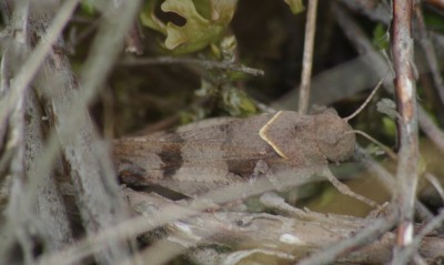 Oedipoda caerulescens 190726 IMGP8494.JPG