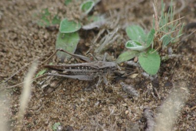 Platycleis albopunctata 190726 IMGP8497.JPG