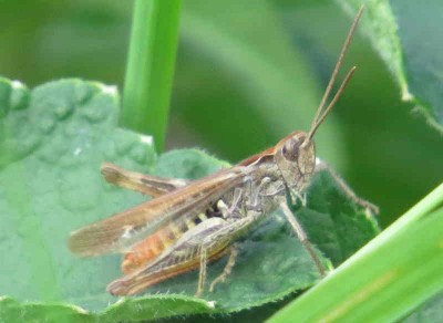 Grashüpfer2---.JPG