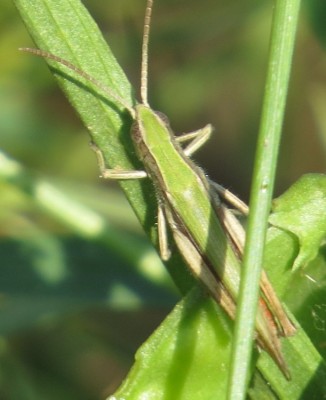 Heuschrecke3.JPG