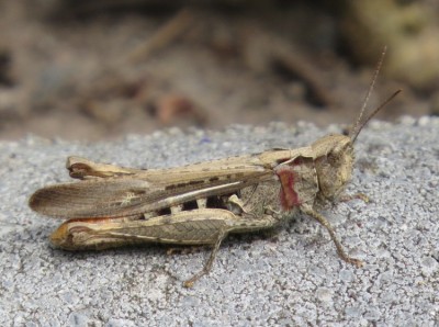 Heuschschrecke1---.JPG