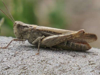 Heuschschrecke3---.JPG