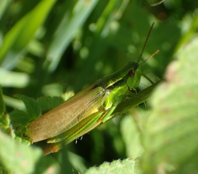 5 E. brachyptera fem macropter