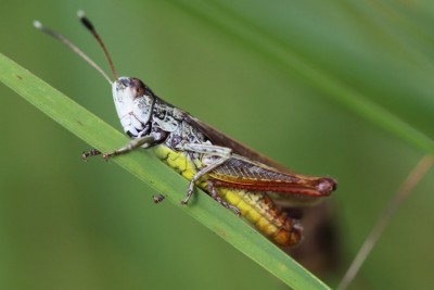 heuschrecke-3.jpg