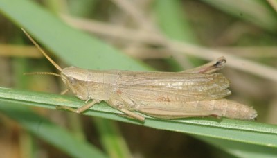 Chorthippus dorsatus fem 190820 IMGP9818.JPG