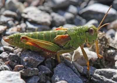 Grashüpfer 2019-08-18 Großglocknerstraße Haus Alpine Naturschau Artbestimmung.jpg