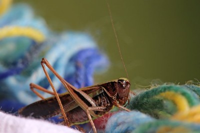 Grashüpfer 2019-08-15 Wasenmoos bei Mittersill Artbestimmung.jpg