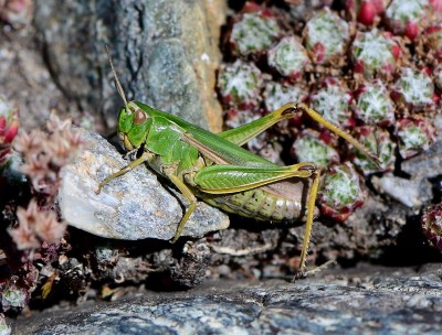 Omocestus viridulus.jpg