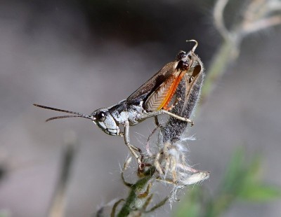 Chorthippus pullus 1-19.jpg