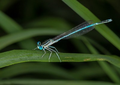 Blaue Federlibelle m PCA 06.08.2018.jpg