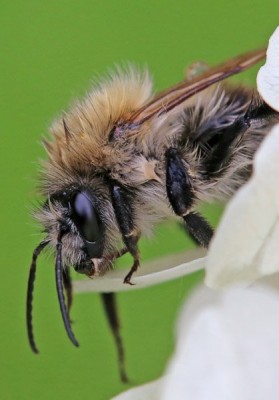 Hummel evtl Bombus pascuorum 2019-08-20 Hollersbach Artbestimmung.jpg