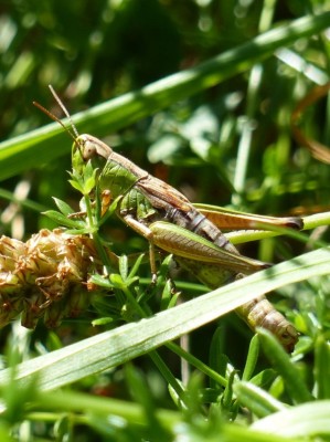 Nymphe von Stethophyma grossum?