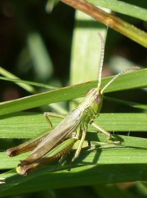 Pseudochorthippus parallelus?