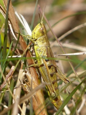 Stethophyma grossum?