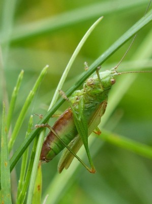 Conocephalus fuscus?