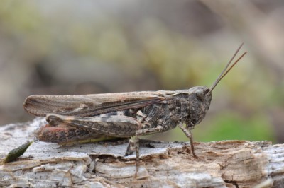 brunneus 2019-08-17 13-05-16.JPG