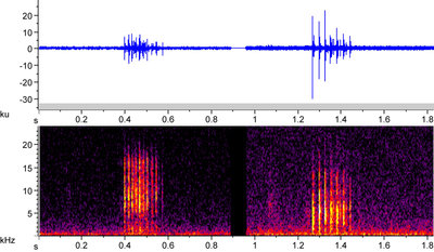 Abb. 2 Oscillo- und Spectrogamm zweier Episoden tonhaften Flügelschlagens von Weibchen