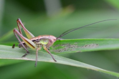 2019-05-28-Larve Roesels Beißschrecke-Metrioptera roeselii-an Gras-Lammershagen-Fischteiche-LSC4851.JPG